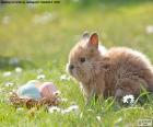 Tavşan ve Paskalya yumurtaları